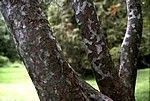 Pinus bungeana
Lacebark Pine