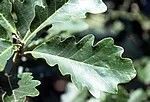 uercus bicolor
Swamp White Oak