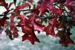 Quercus rubra
Red Oak