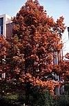 Quercus shumardii
Shumard Oak