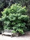 Sassafras albidum
Common Sassafras