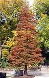 Taxodium distichum
Common Baldcypress