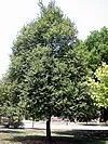 Tilia cordata
Littleleaf Linden