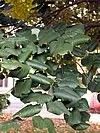 Tilia tomentosa
Silver Linden