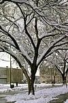 Ulmus americana
American Elm