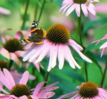 Perennials