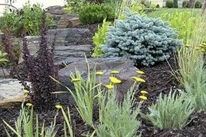 Example Plants