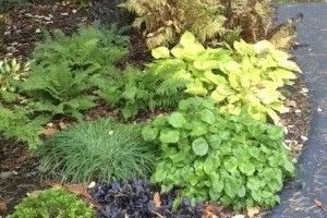 Example Plants