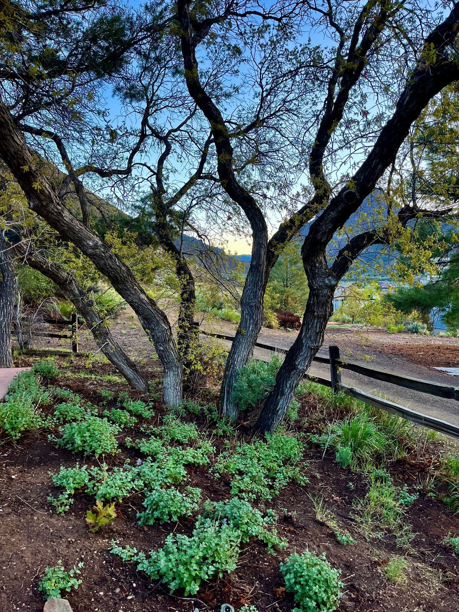 A garden filled with lots of plants and trees.