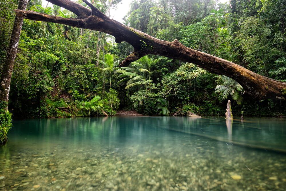 A tree branch is hanging over a body of water in the middle of a forest. — BT Airconditioning In Redlynch, QLD