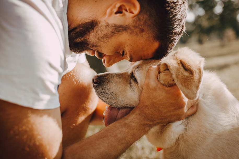 Golden dog being petted by a person in a field at sunset.