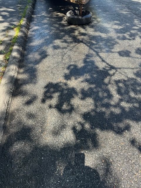 A cat lying on a sunlit sidewalk beside a curb, with tree shadows across the pavement.