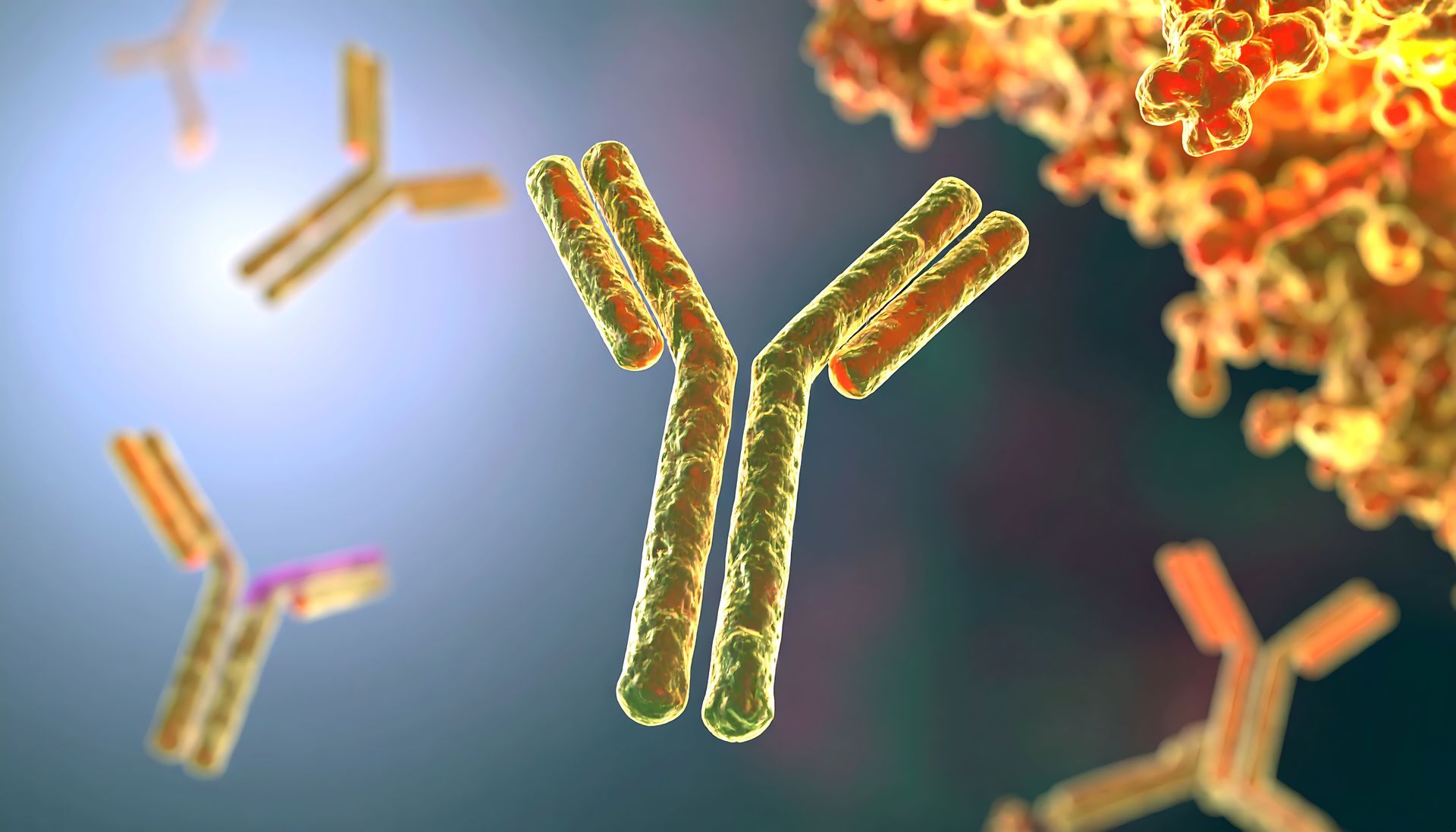 o que é anticorpo monoclonal