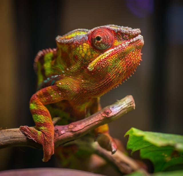 A colorful chameleon is sitting on a tree branch.