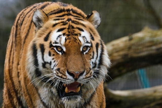 A close up of a tiger with its mouth open.