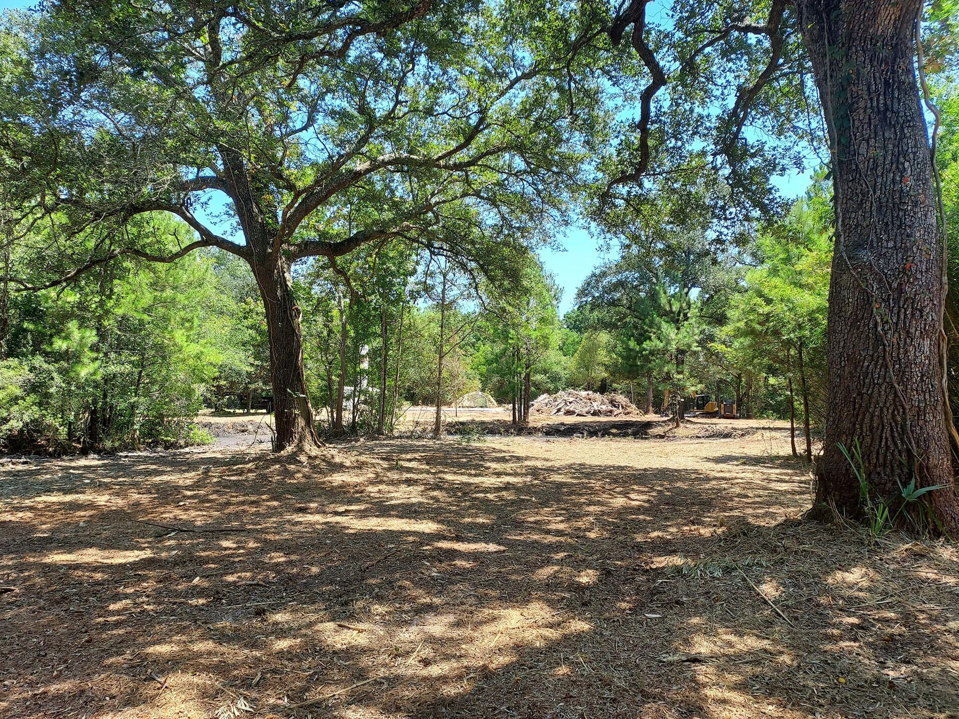 Shady forest clearing with oak trees, brown leaves, and glimpses of greenery under a clear blue sky.