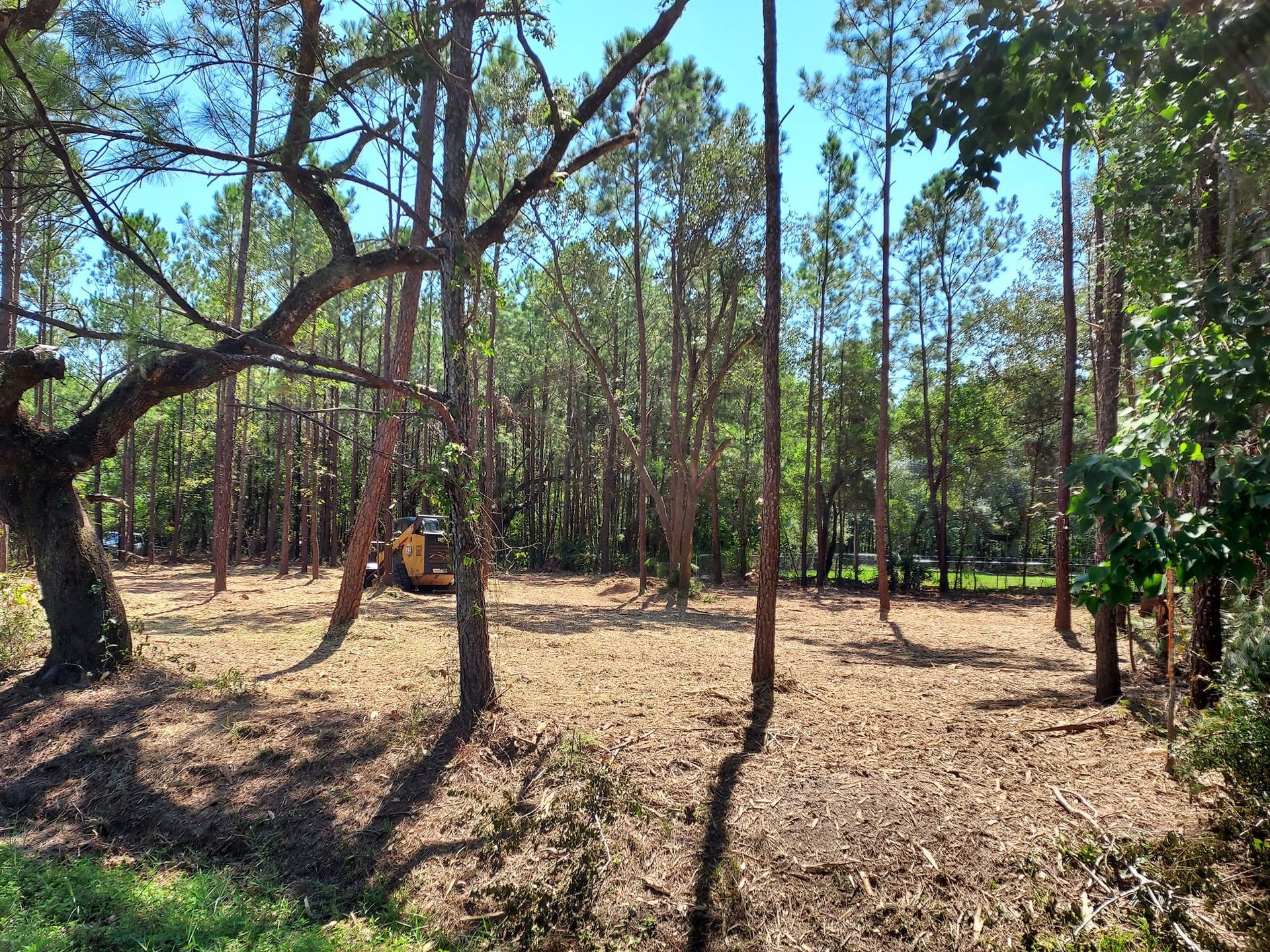Cleared land in a forest with an excavator, brown leaves, and tall pine trees under a blue sky.