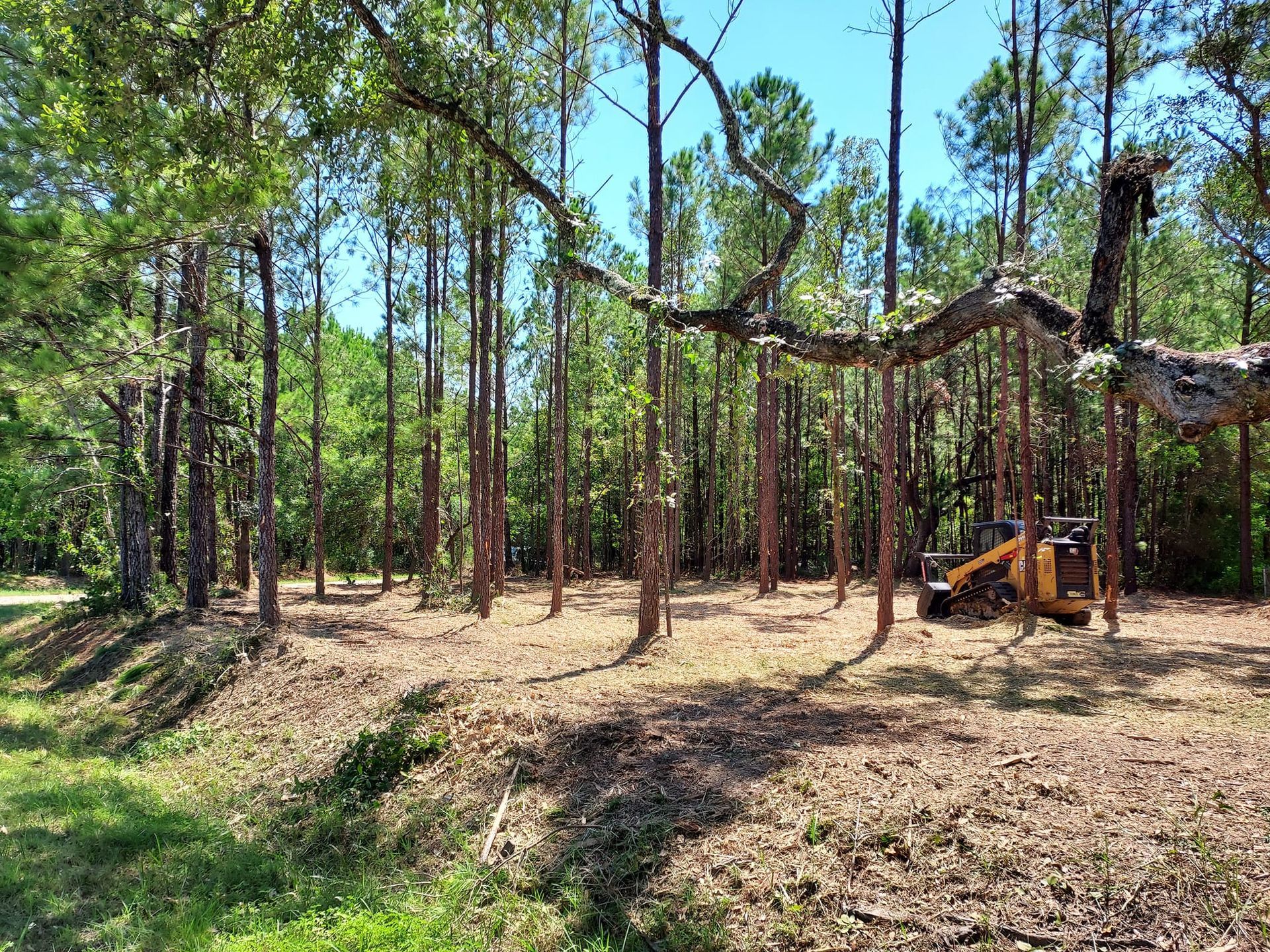 Trees surround a cleared area with a small piece of heavy machinery, on a sunny day.