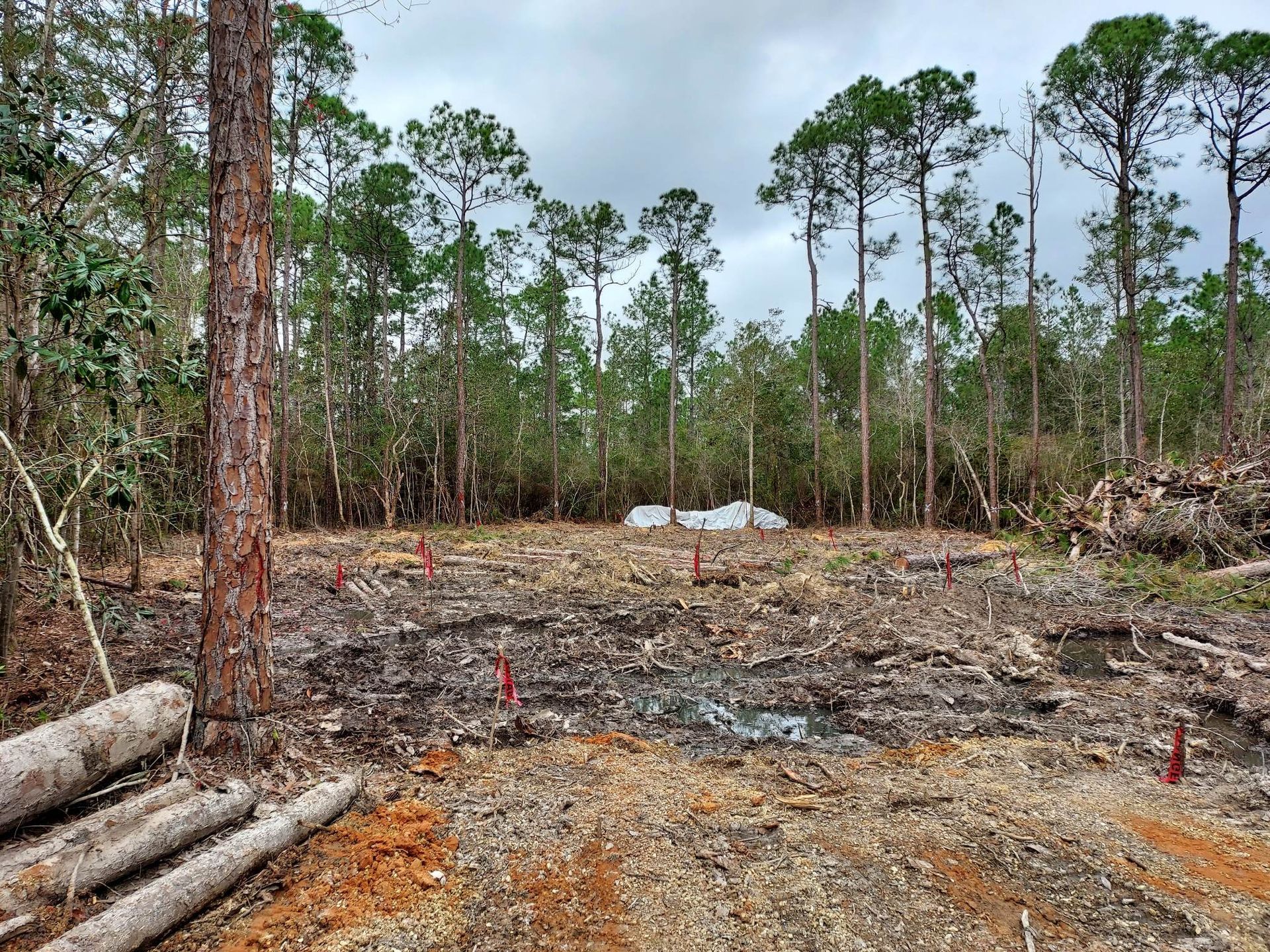 Clearing in a pine forest, marked for construction. Red stakes, logs, and cloudy sky.