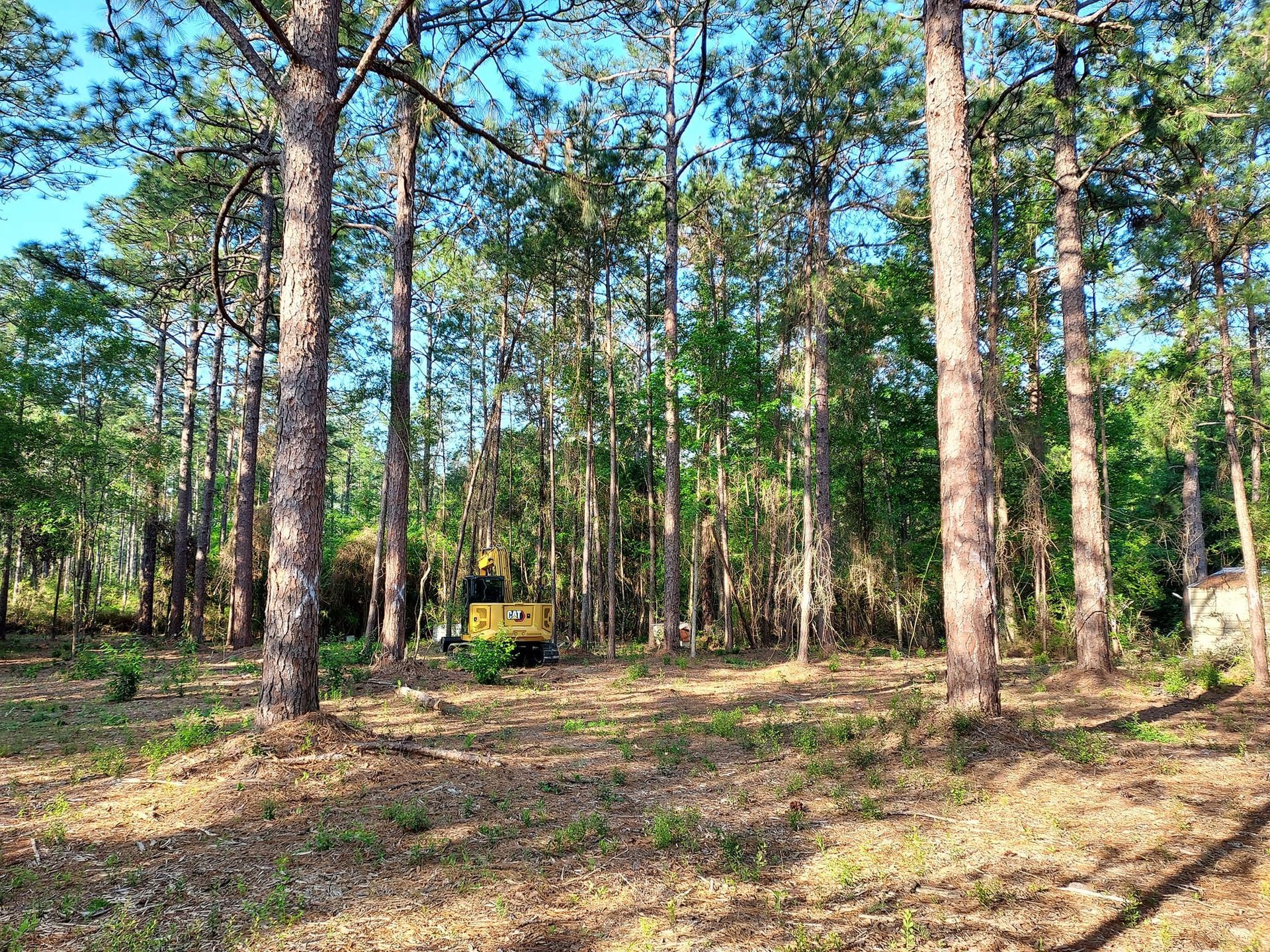 A small yellow excavator in a wooded area with tall pine trees and a leaf-covered ground.