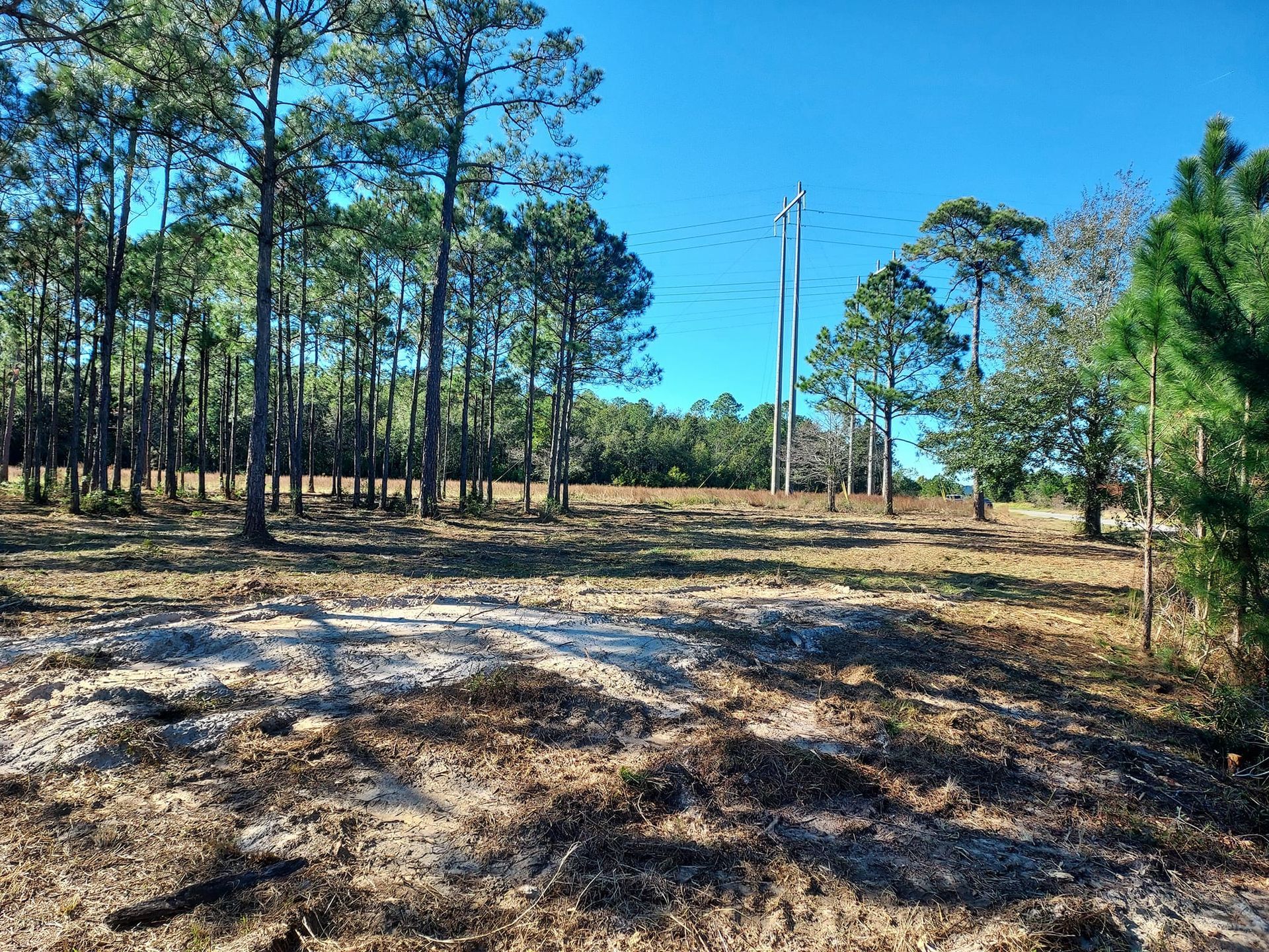 A cleared field with pine trees under a bright blue sky; power lines are visible.