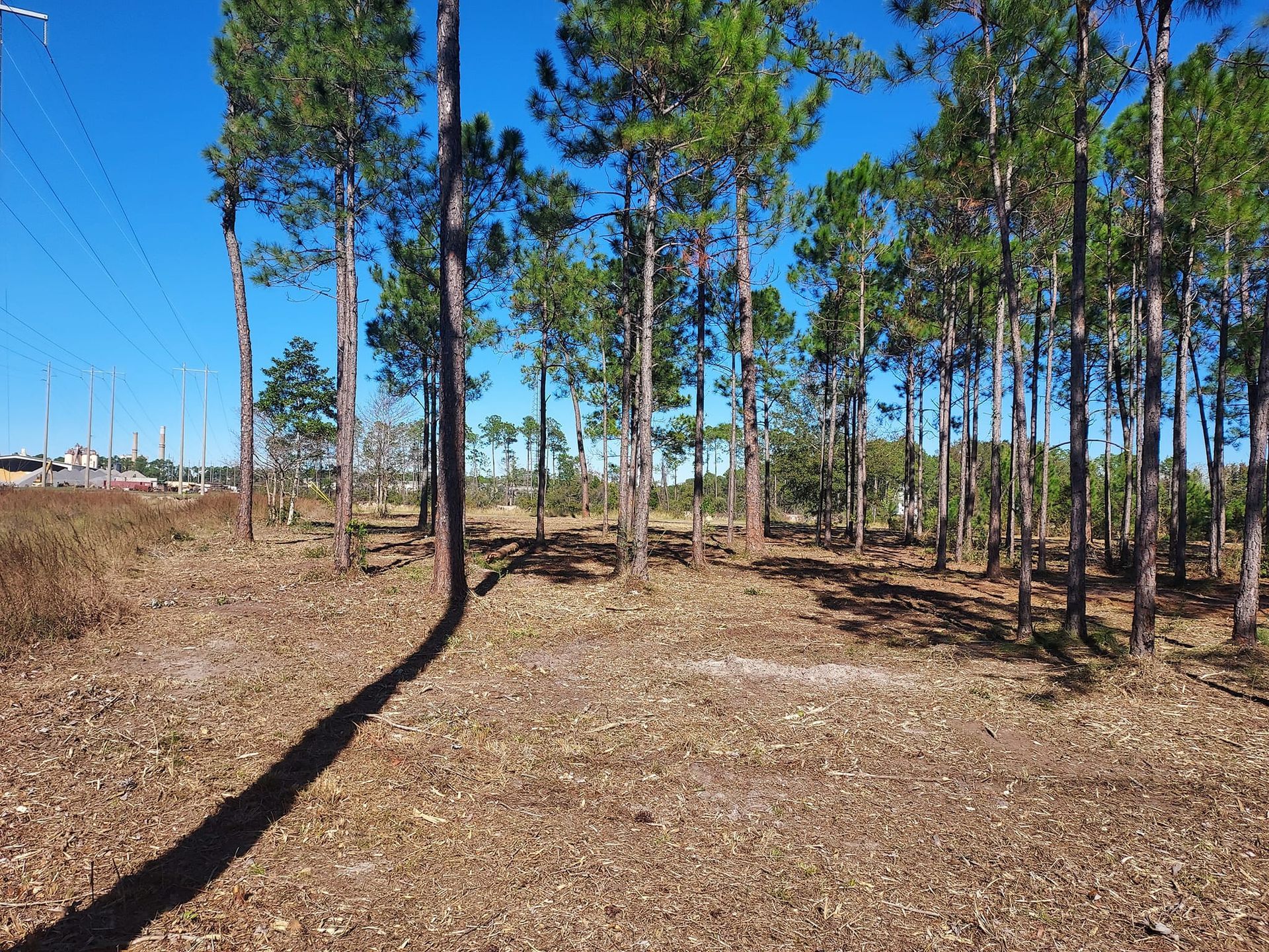 A clearing with pine trees, dry leaves, and a clear blue sky.
