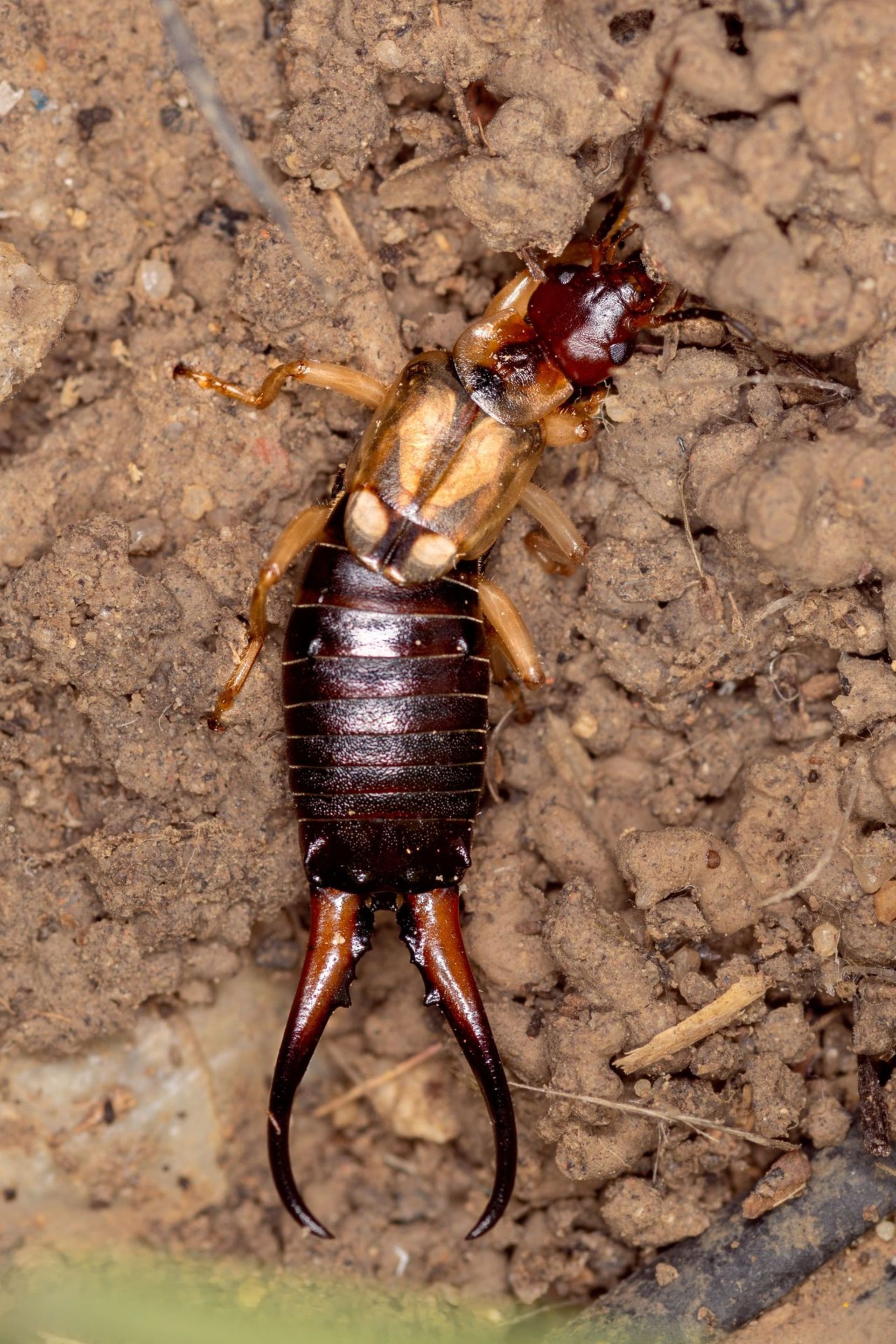 Earwig on soil, showing dark body, tan wings, and curved pincers.