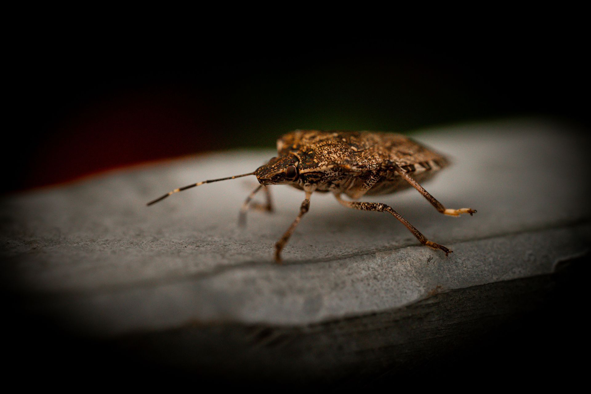Brown stink bug on a pale leaf, close-up with dark blurred background