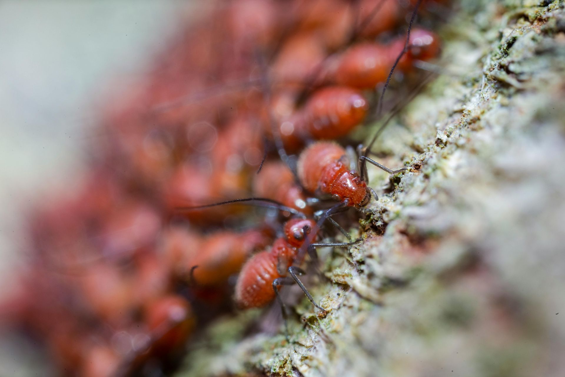 Close-up of red ants crawling in a cluster along a textured tree bark surface