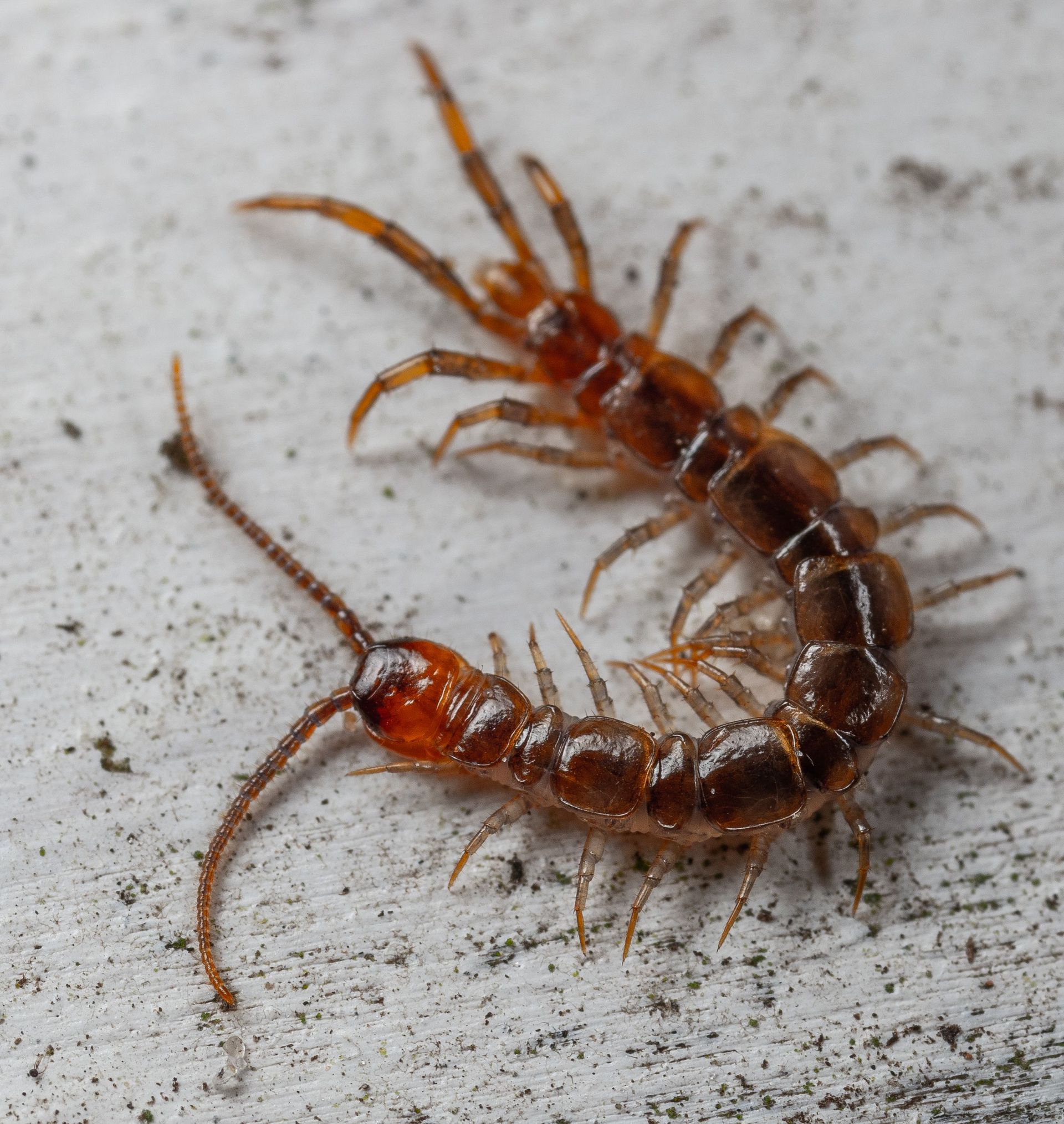 Two centipedes, reddish-brown, curled on a rough gray surface.