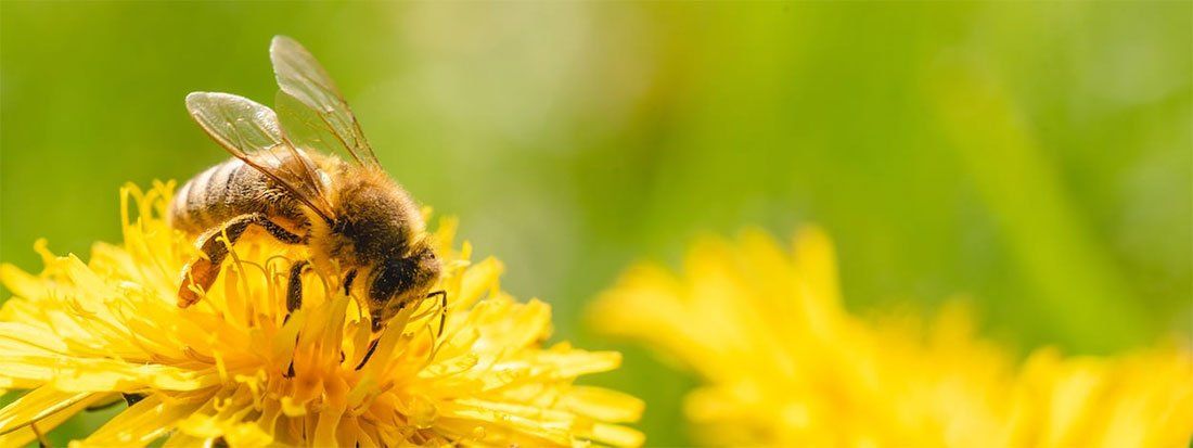 Honey Bee
