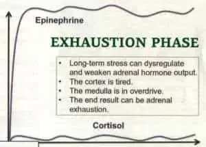 Seyle’s Adrenal Fatigue