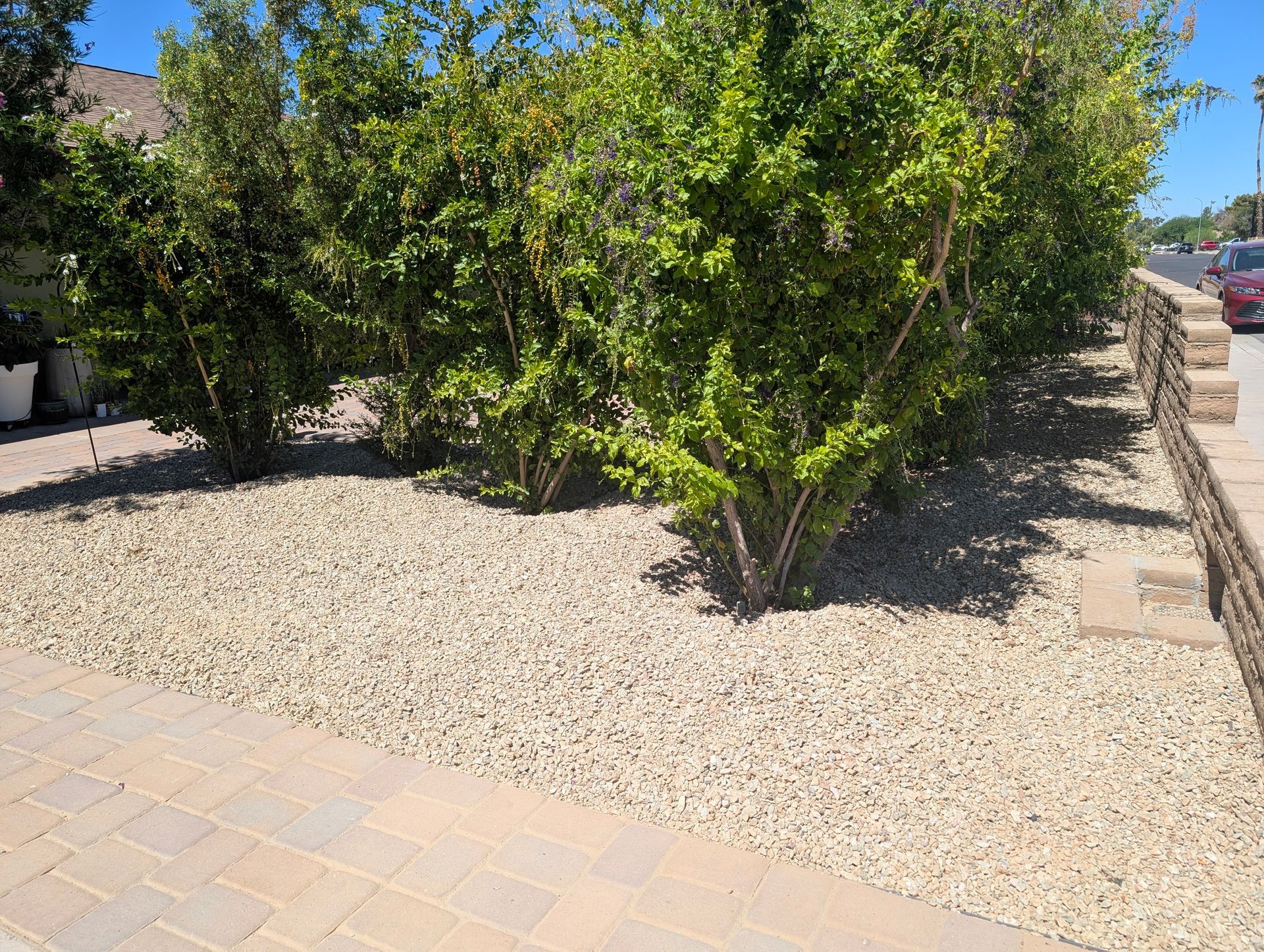 Desert landscaping with green shrubs, gravel ground cover, and a paved walkway beside a street