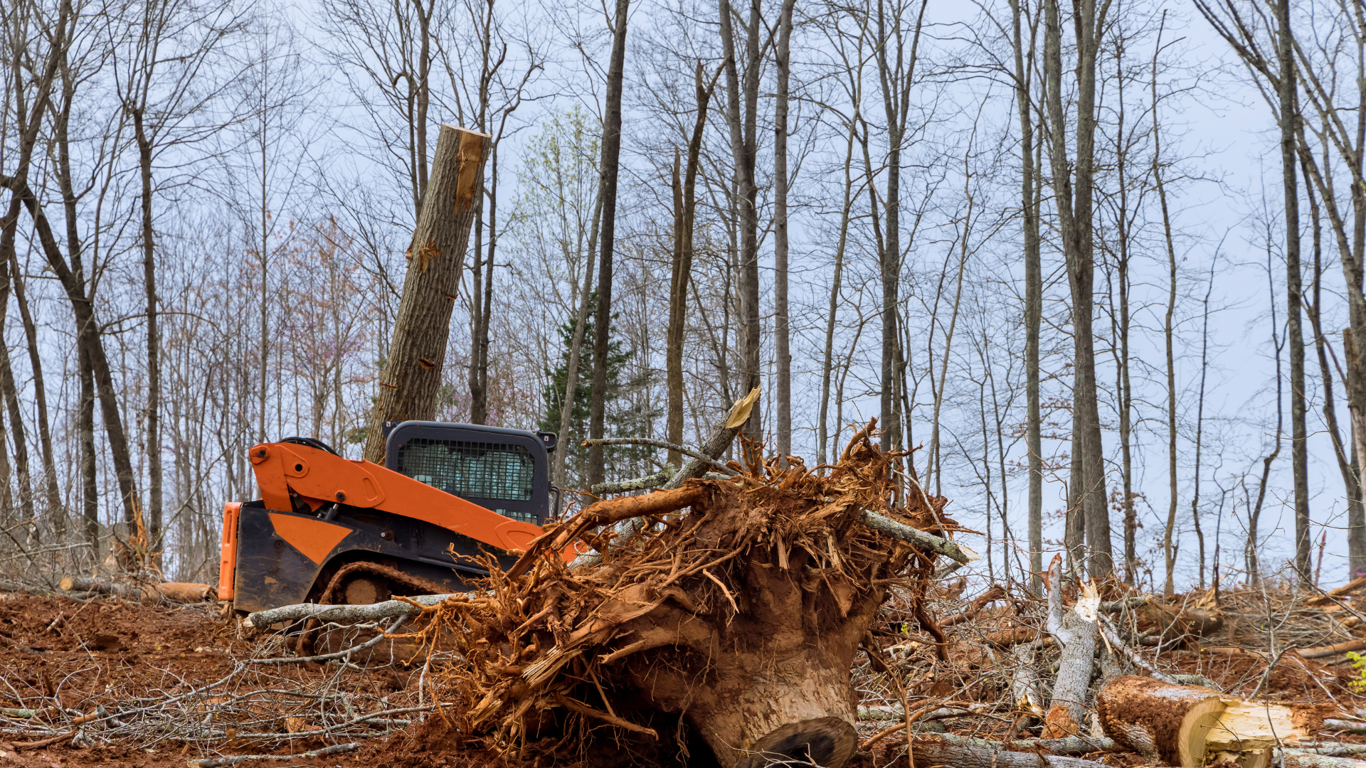 A bulldozer is cutting down a tree in the woods.