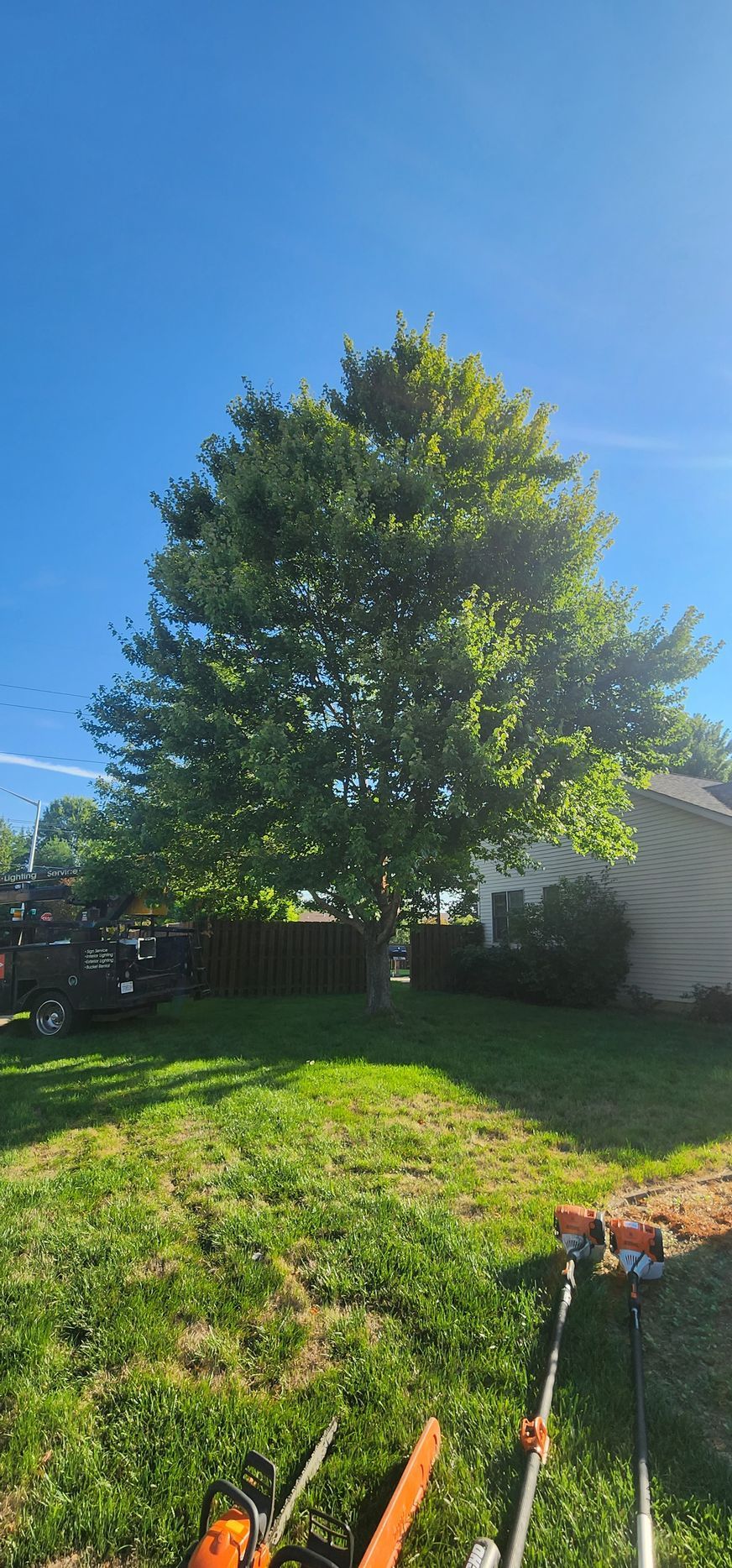 A chainsaw is sitting in the grass next to a tree in a yard.