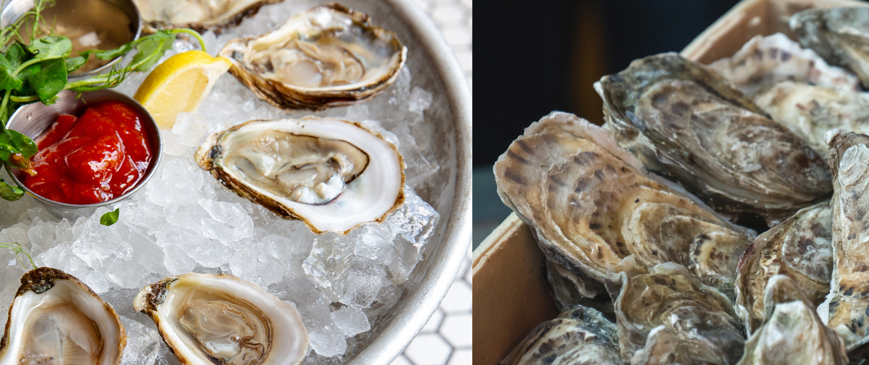 Oysters Oysters