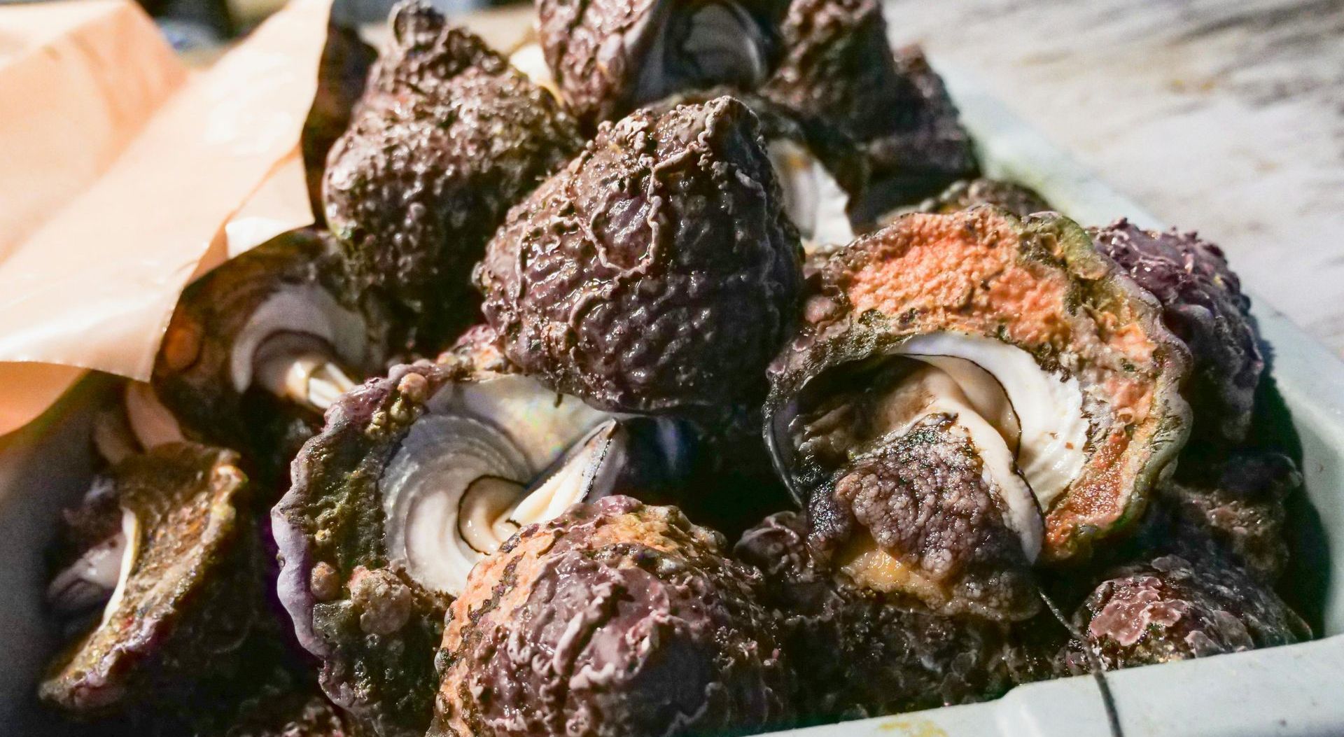 Oysters
