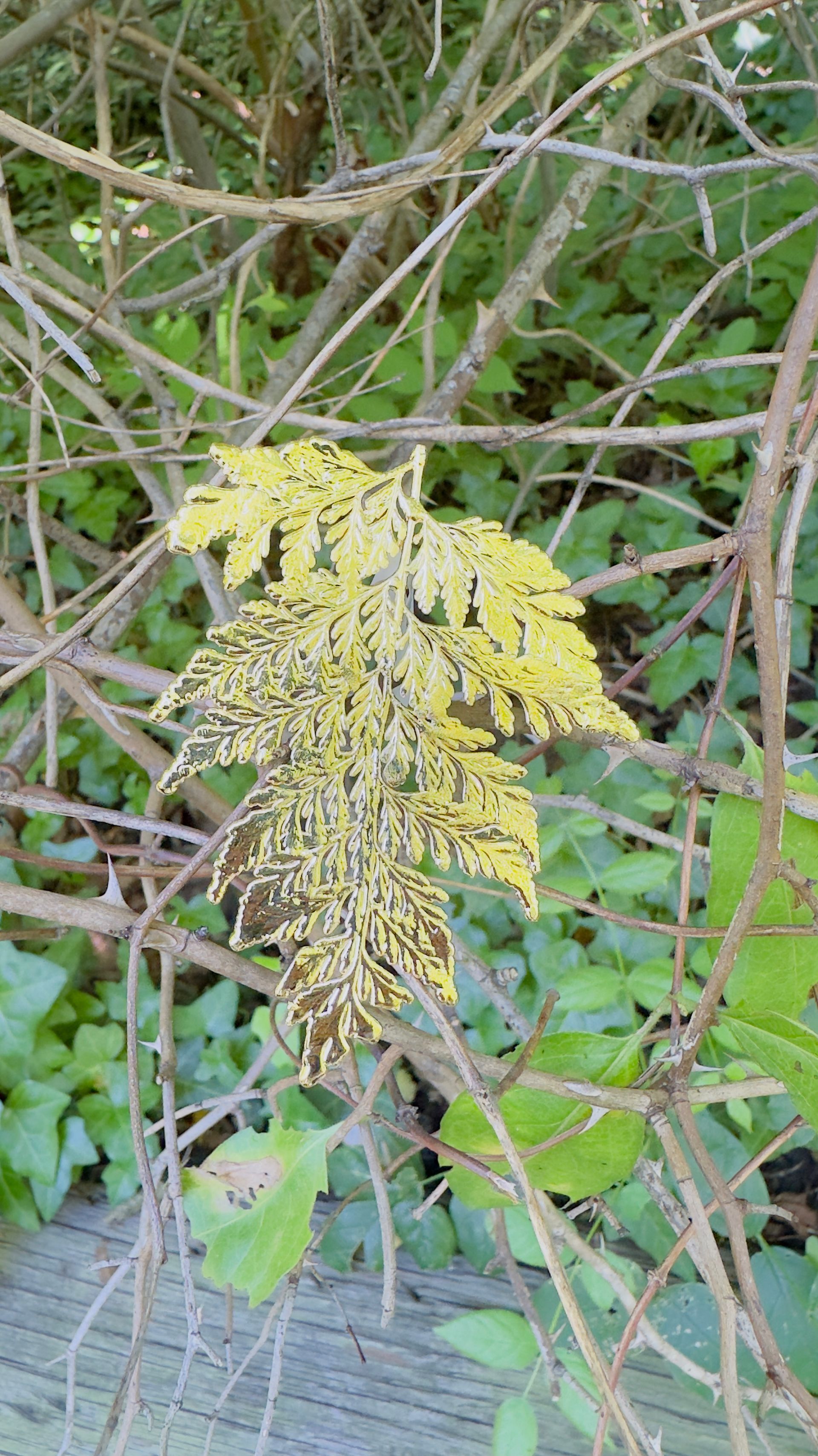 NECKLACE- PORTUGUESE LACE MAIDENHAIR FERN GB - GOLD