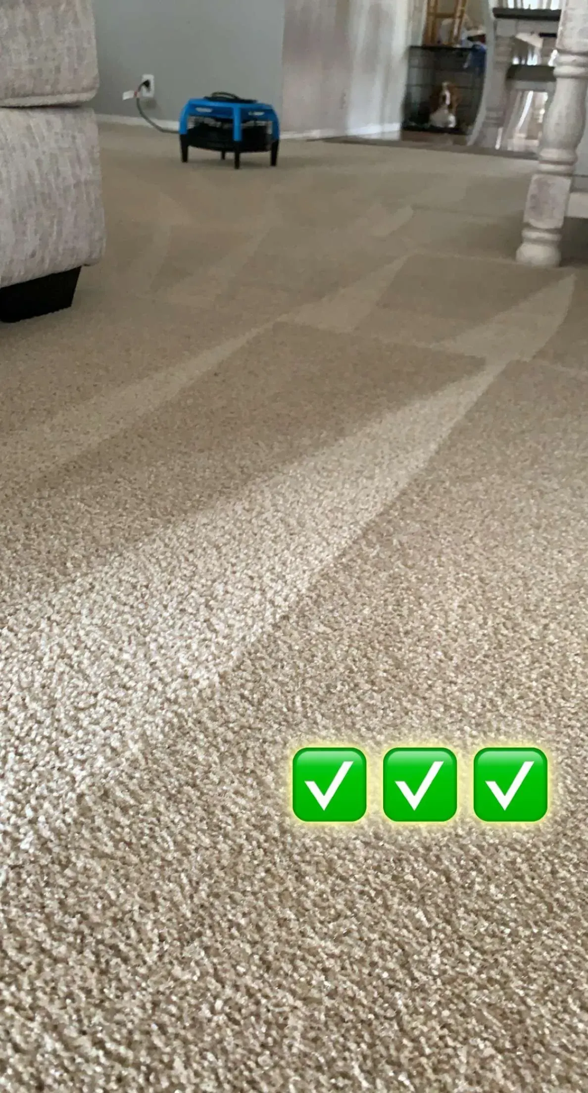 A close up of a carpeted floor in a living room.