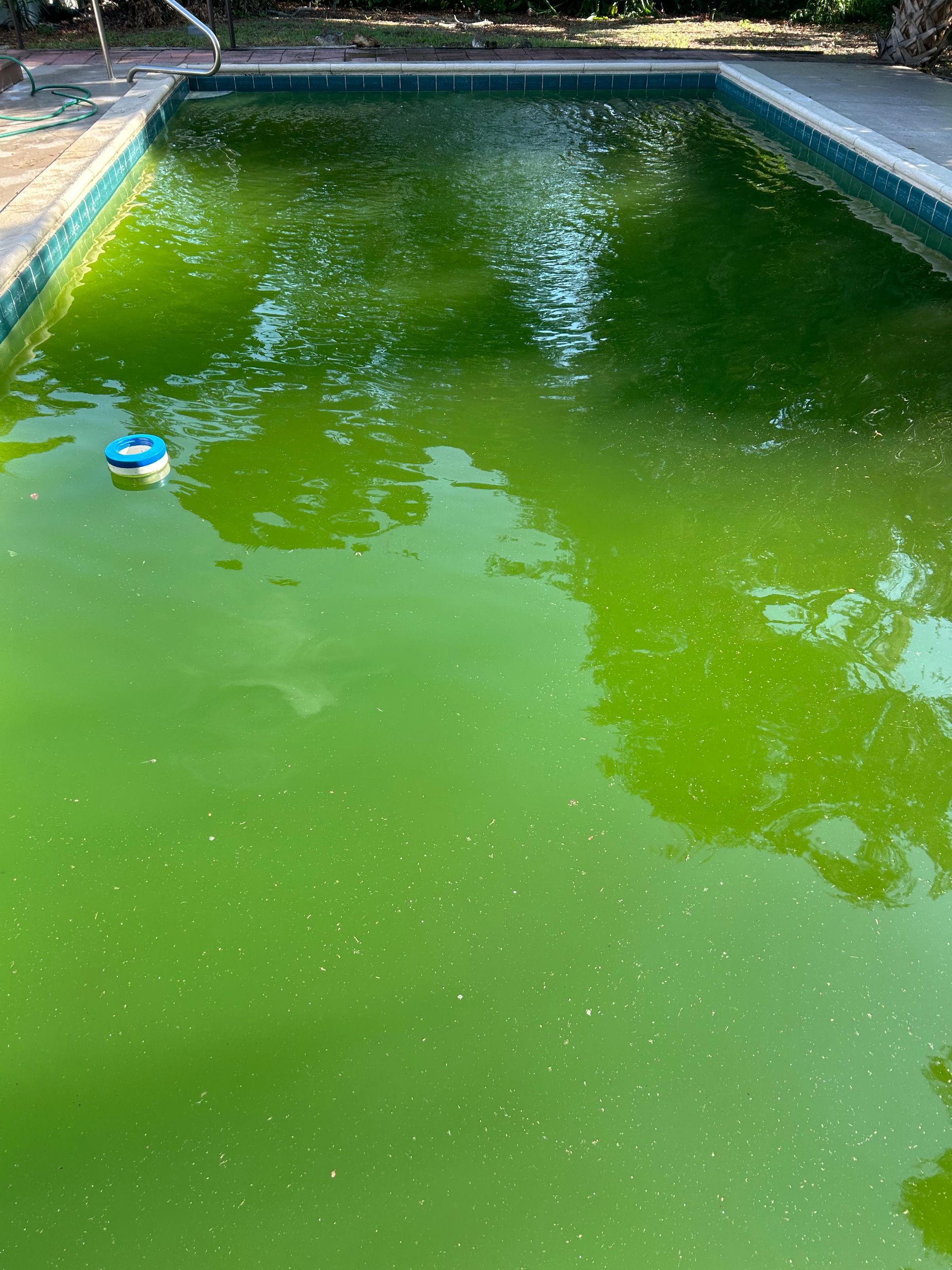 A swimming pool filled with green water and trees in the background.