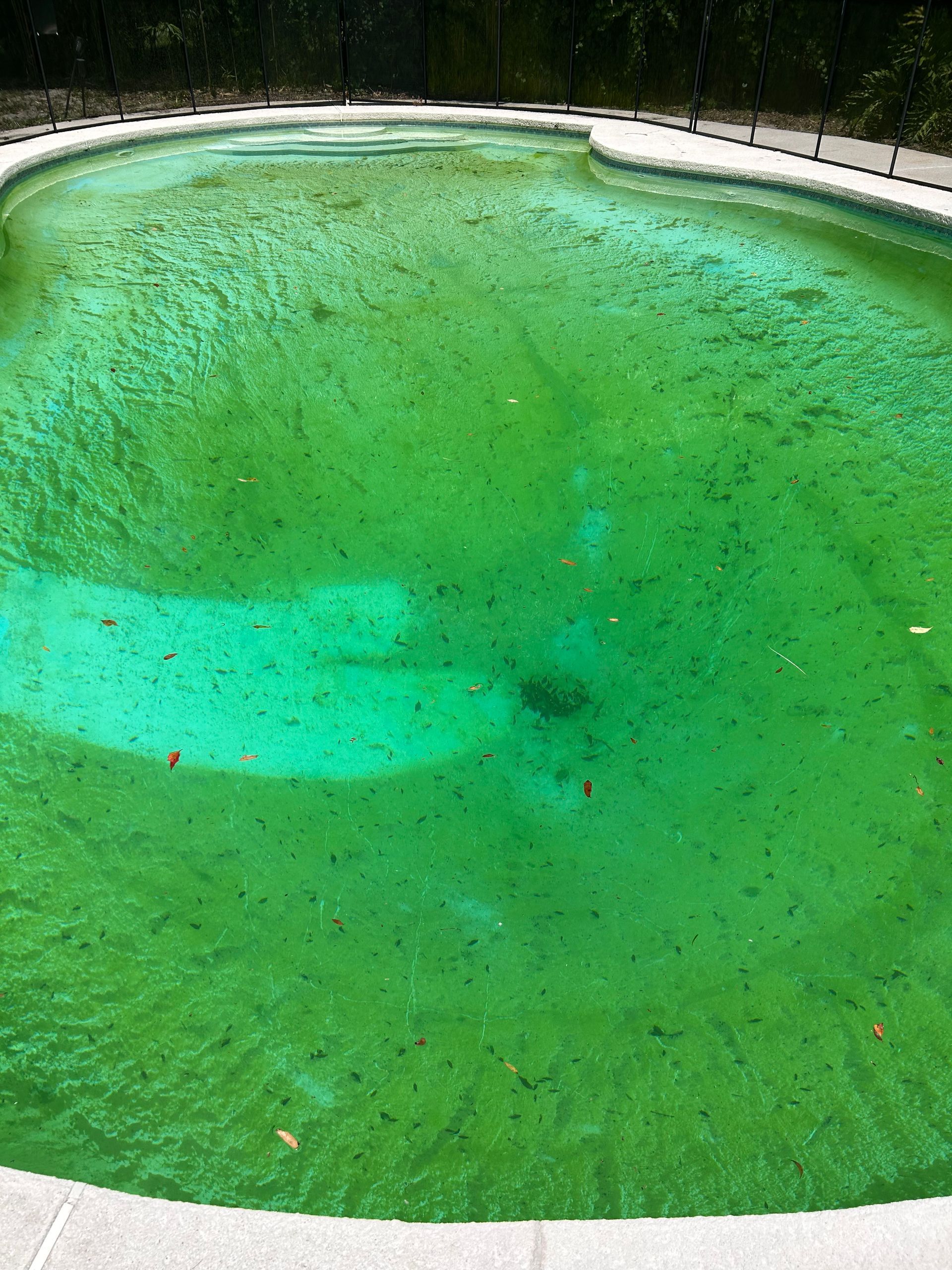 A swimming pool with a lot of green algae in it.