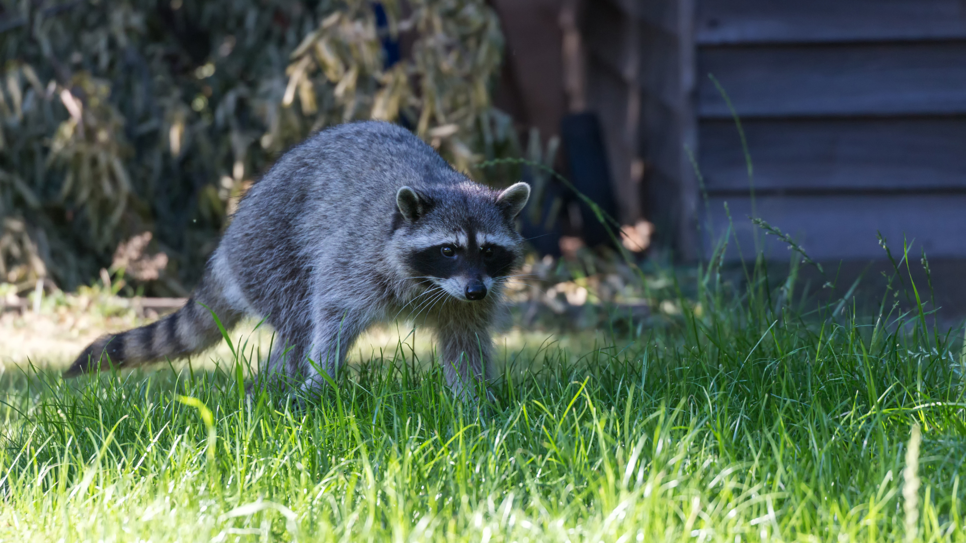 Raccoon walking through green grass near a wooden structure in a wooded yard