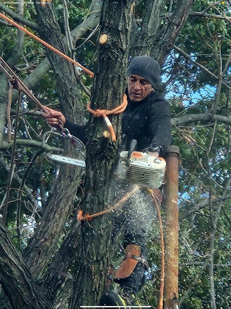 Tree climber in a harness and helmet trims branches high in a tall tree.