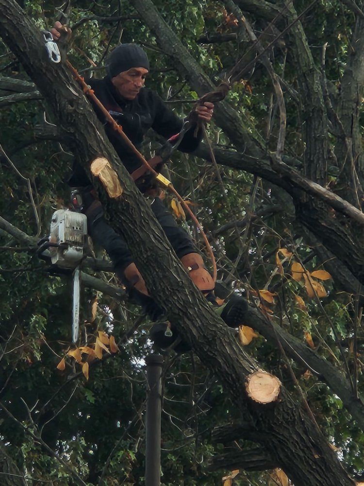 Tree worker trimming large branches with a chainsaw while secured in a tree surrounded by cut limbs.