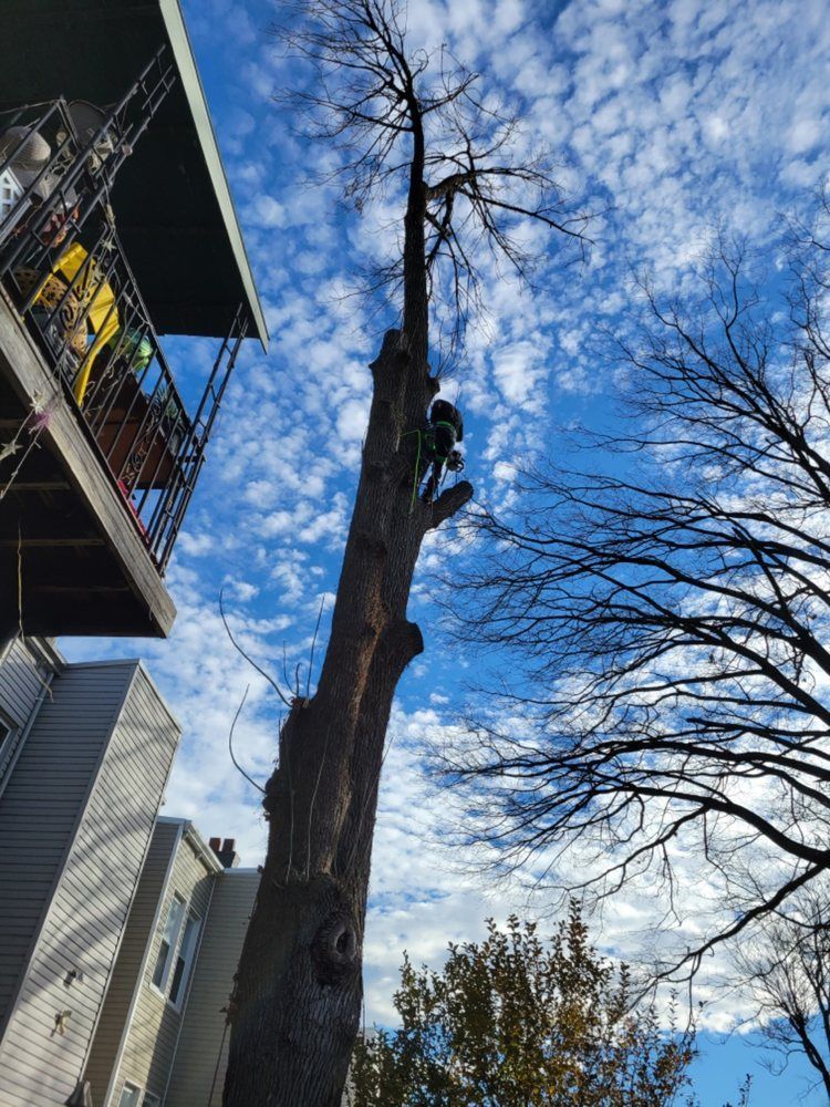 Worker climbing a tall tree beside a building under a blue, cloud-filled sky