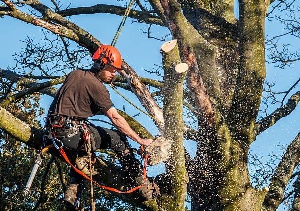 Tree worker in orange helmet using a chainsaw to cut branches high in a tree