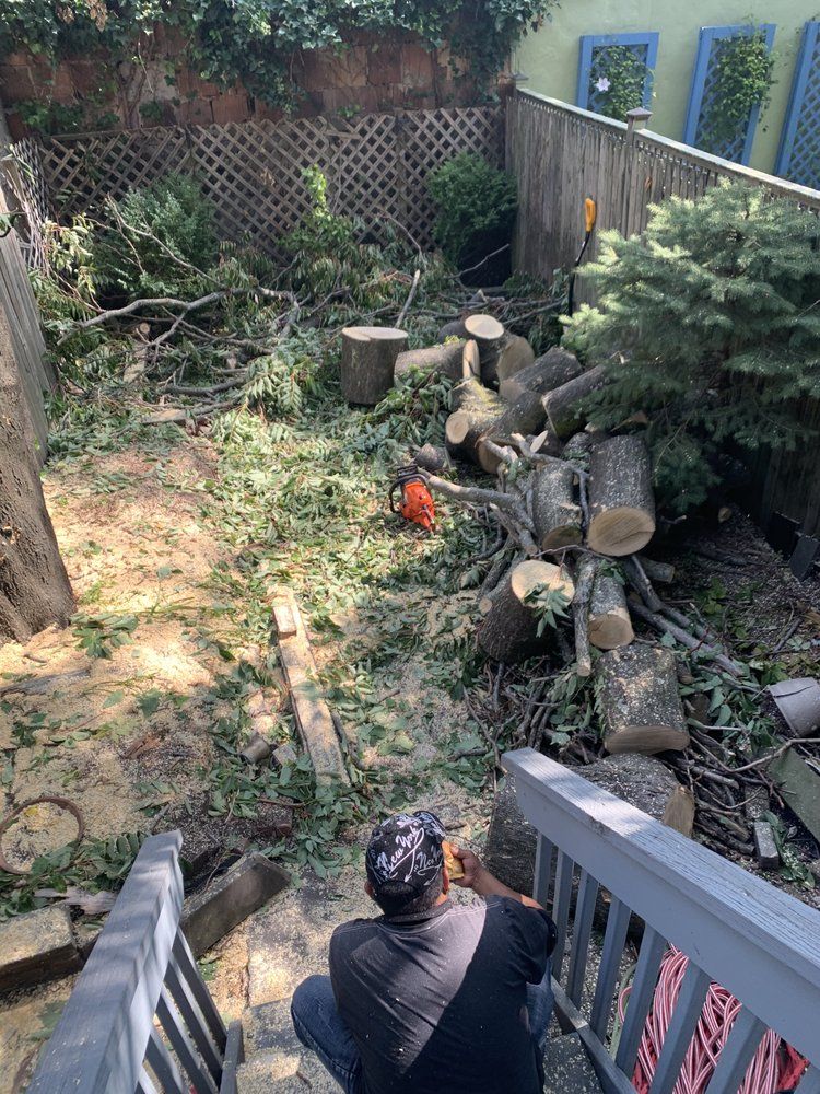 Person sitting on steps overlooking a yard with stacked logs and overgrown greenery.