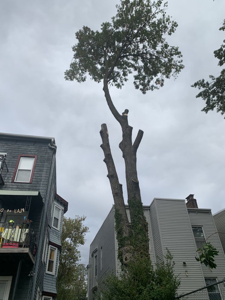 Tall pruned tree with leafy top between city buildings under a cloudy sky