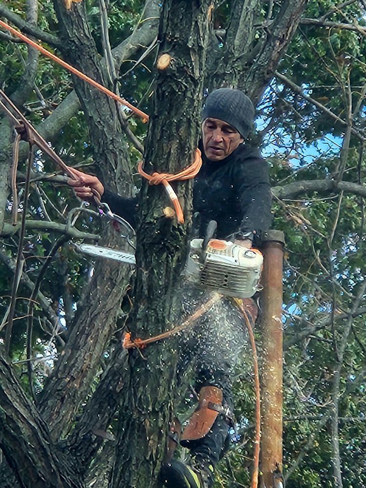 Person in a gray beanie and black clothes climbing a tree with ropes and safety gear