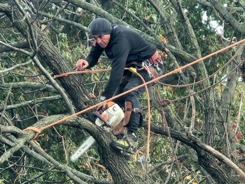Worker in black gear using a chainsaw to cut tangled branches in dense woods